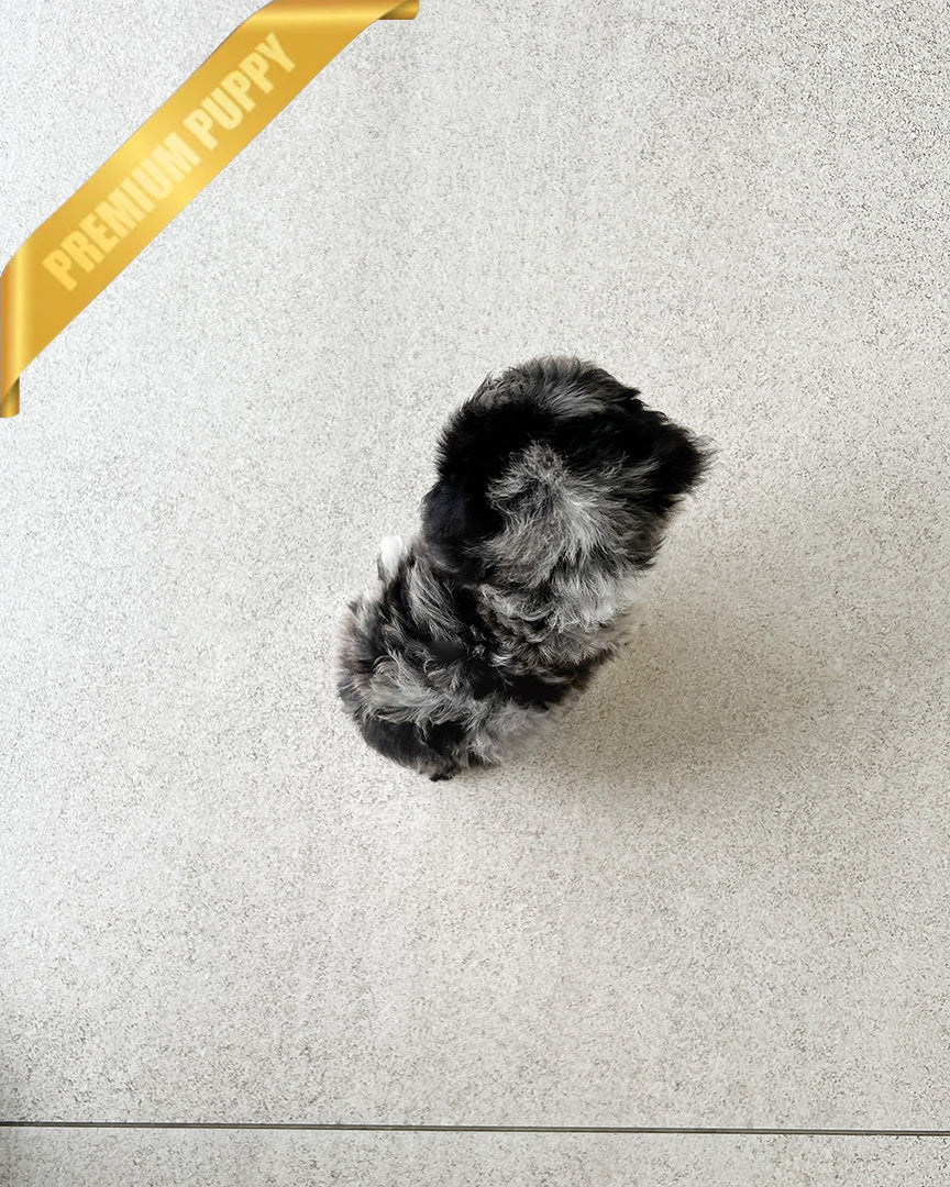 Poodle DEXTER - MALE - Image 2