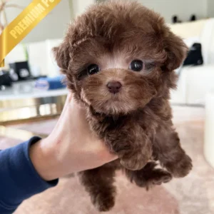 poodle