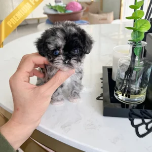 poodle