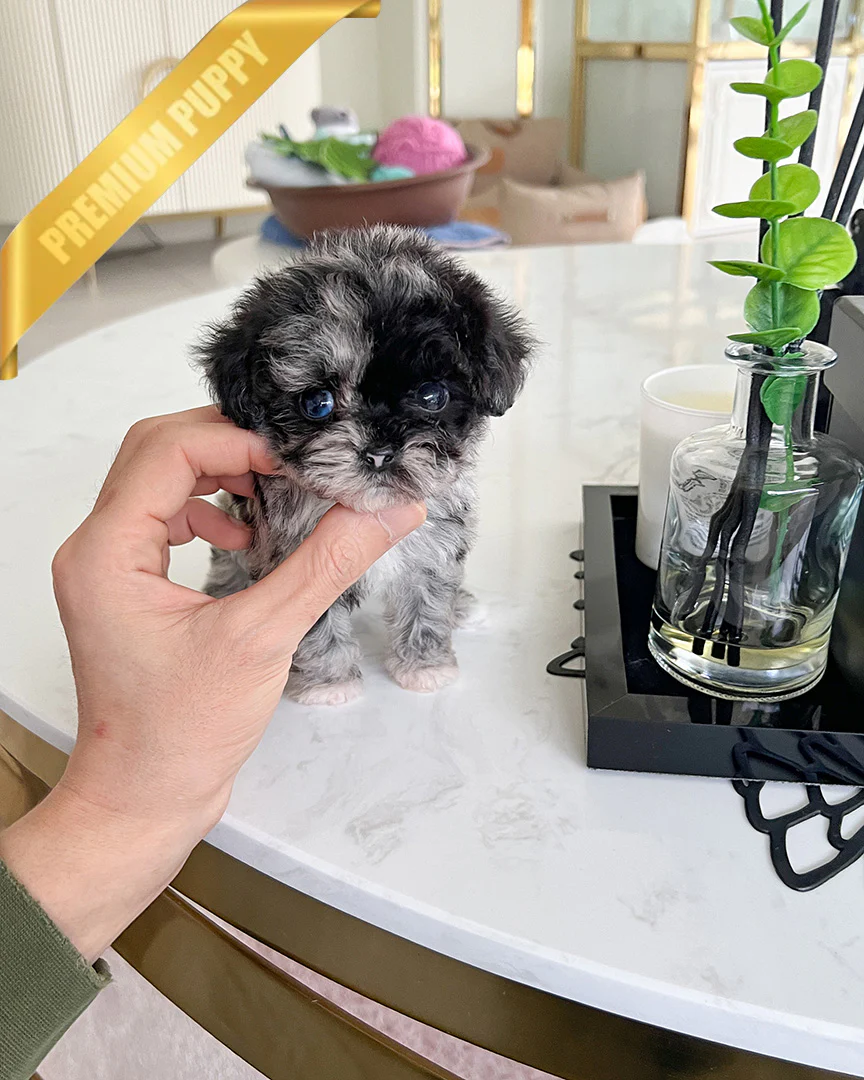 poodle