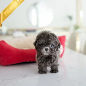 poodle