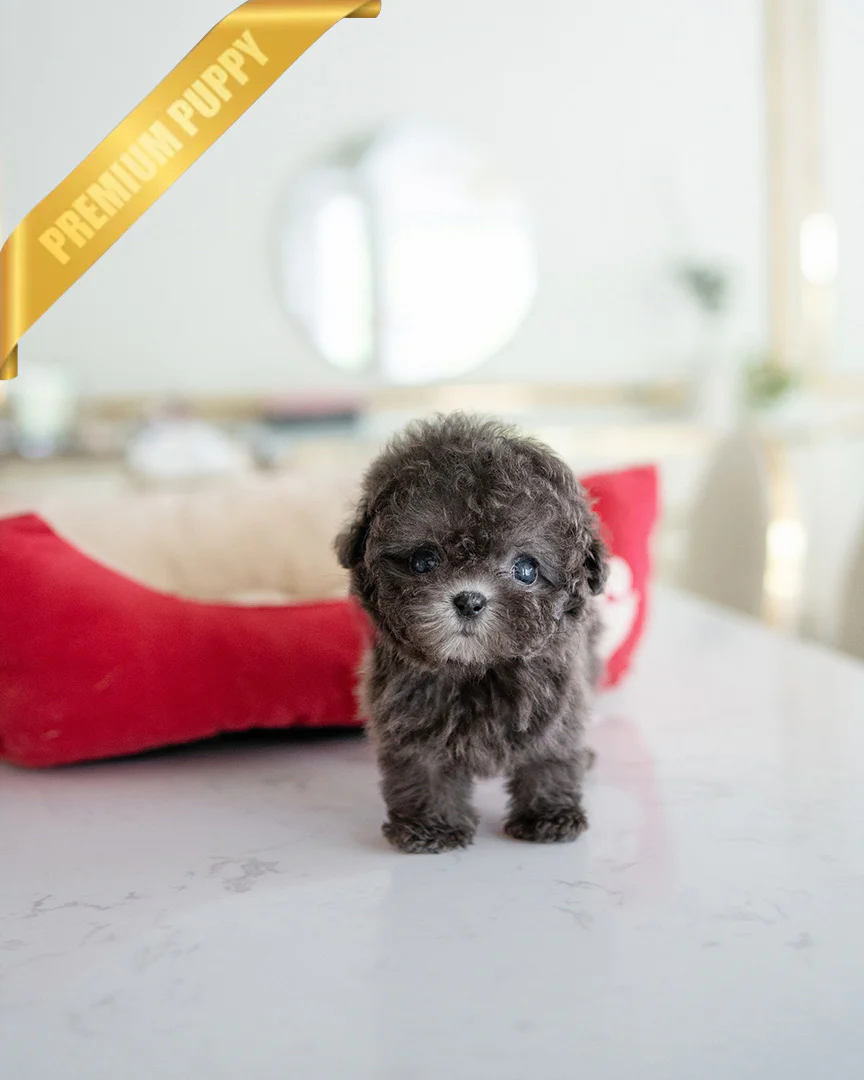 poodle