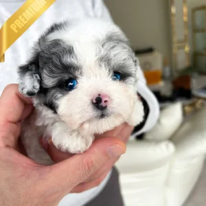 Poodle BEAU - MALE