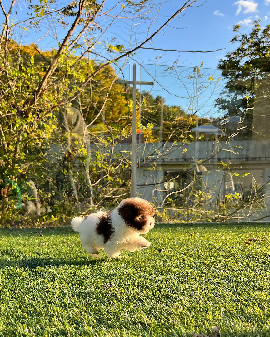 Poodle MOCHA - MALE - Image 3