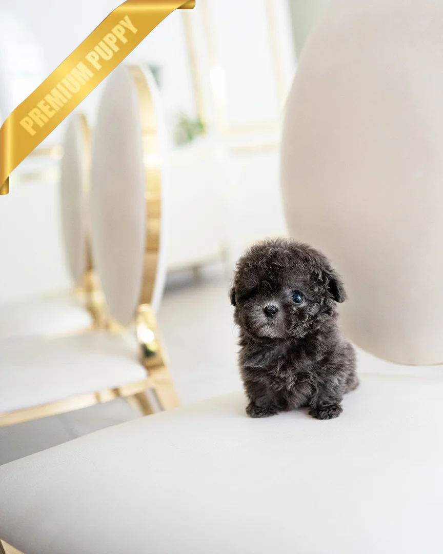 Teacup Poodle NALA - FEMALE - Image 4