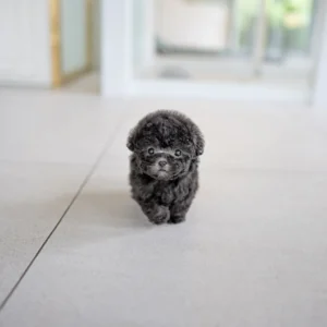 poodle