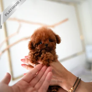 Teacup Poodle VELVET - FEMALE