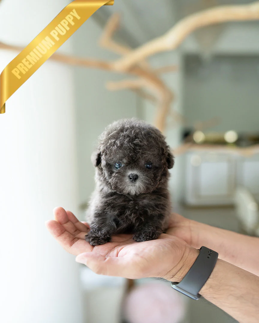 Teacup Poodle NALA - FEMALE - Image 5