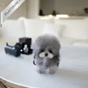 poodle