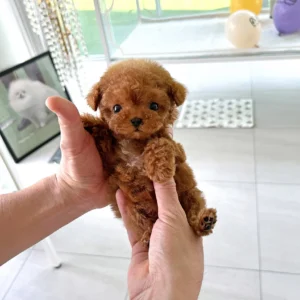 poodle