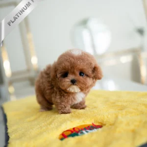 Teacup Poodle AGATHA - FEMALE