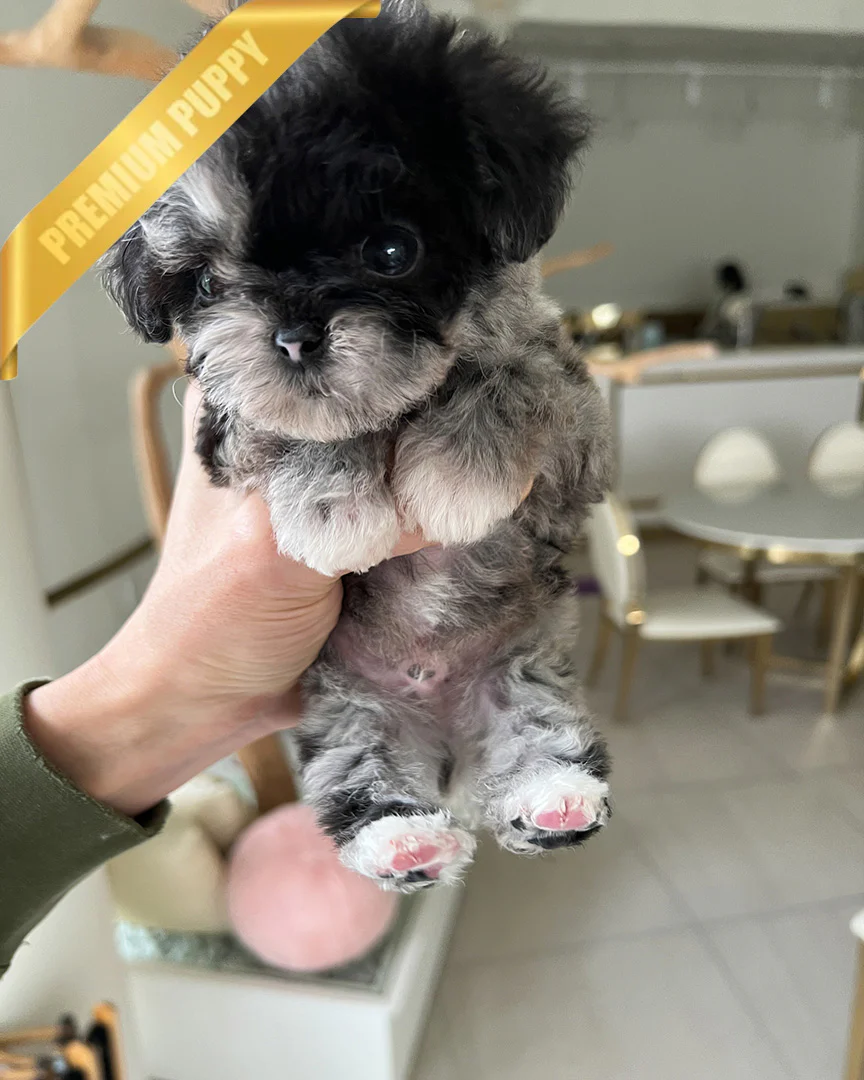 Poodle DEXTER - MALE - Image 5