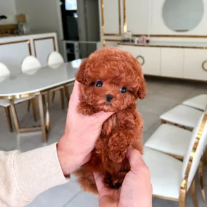 poodle