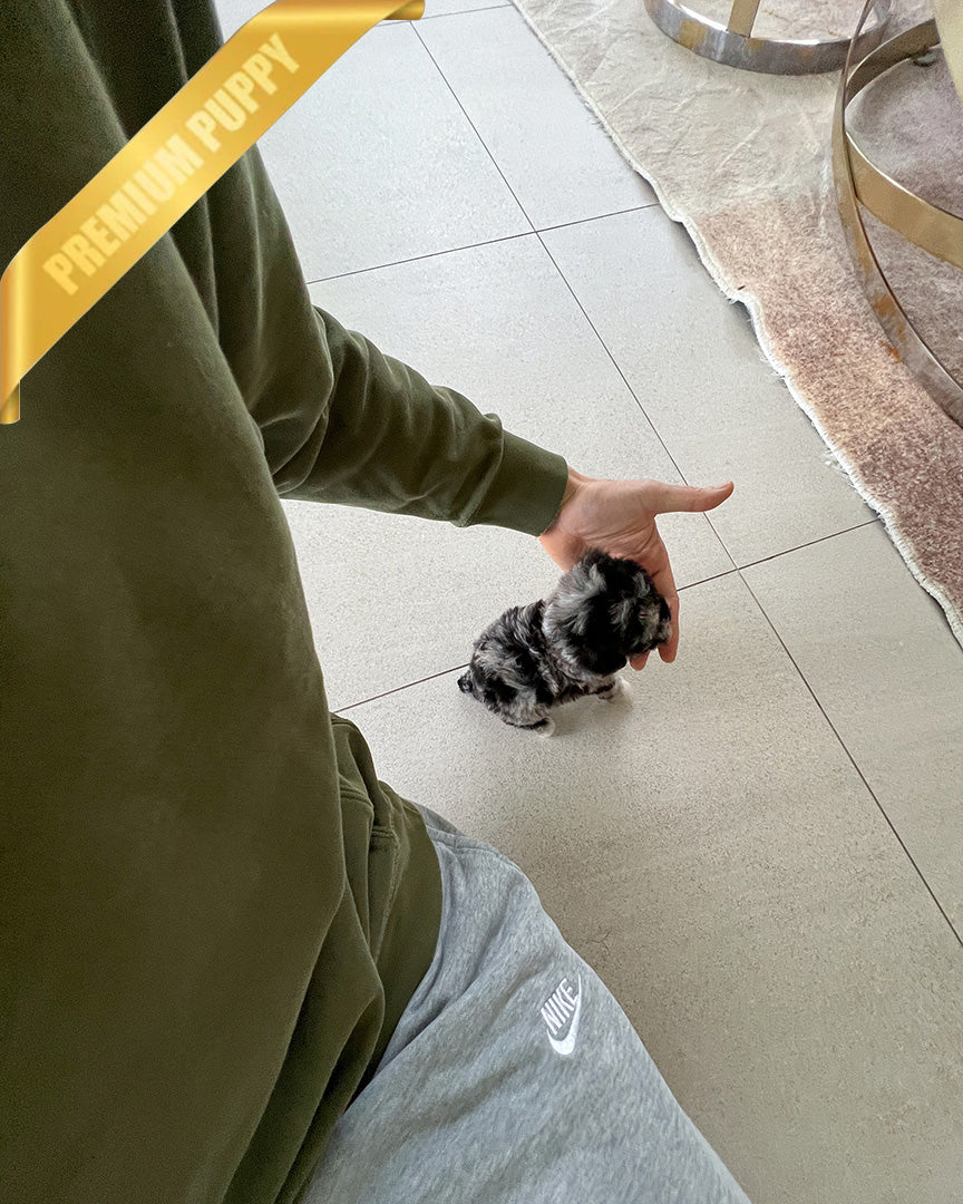 Poodle DEXTER - MALE - Image 6
