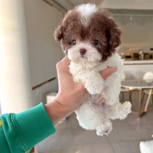 Poodle