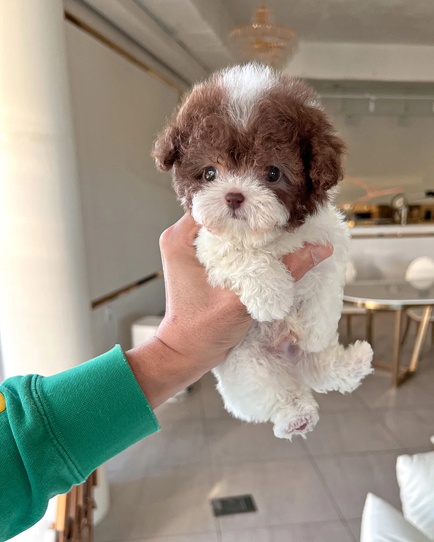 Poodle