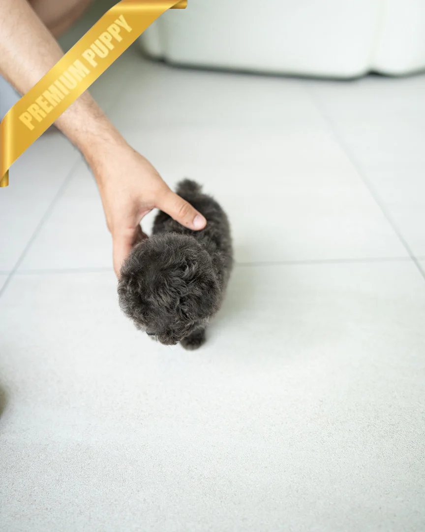 Teacup Poodle NALA - FEMALE - Image 7