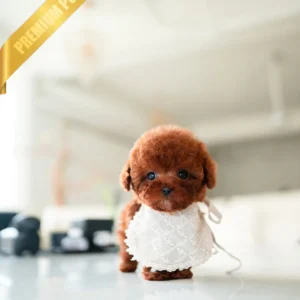 Poodle DAPHNE - FEMALE