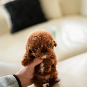 Poodle MITCH - MALE