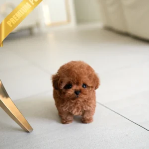 poodle