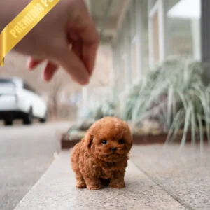 Poodle BAILEY - MALE