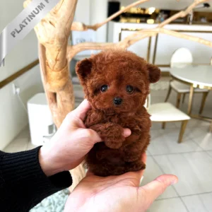 poodle